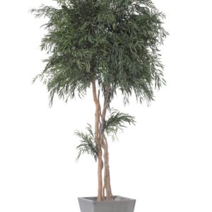 Stabiliseeritud taim "Nicoly Crown tree" 2m