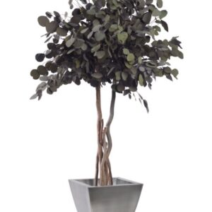 Stabiliseeritud taim "Populus Crown tree" 1.3m