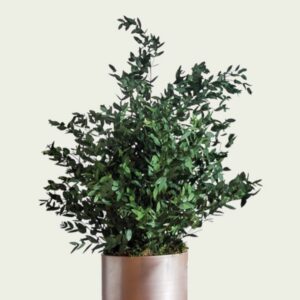 Stabiliseeritud taim "Parvifolia plant" 70cm