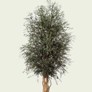 Stabiliseeritud taim "Wide Parvifolia tree"