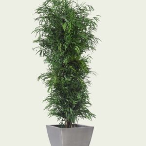 Stabiliseeritud taim "Slim Nicoly tree"