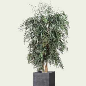 Stabiliseeritud taim "Wide Nicoly tree"